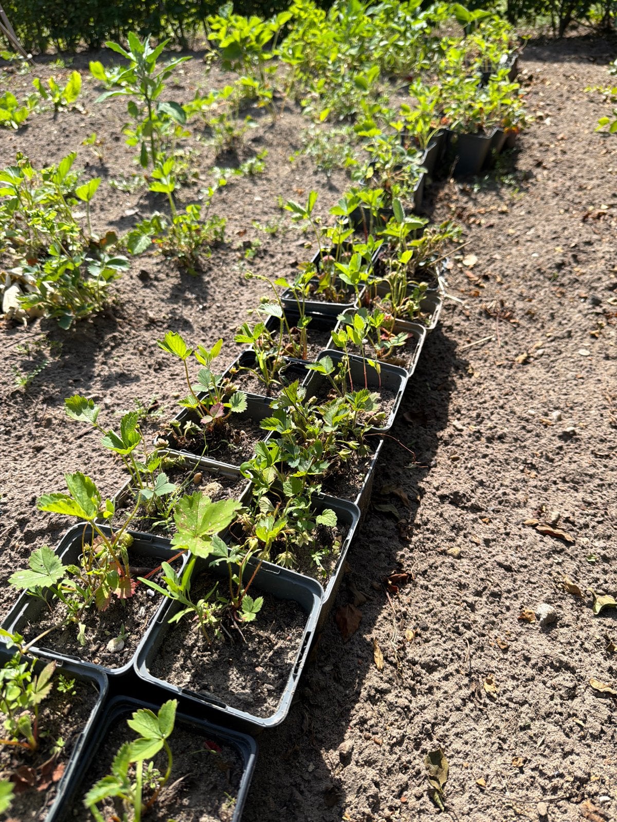 Gestekte aardbeiplantjes - Eigen kweek, Ophalen, Volle zon, Vaste plant, Fruitplanten