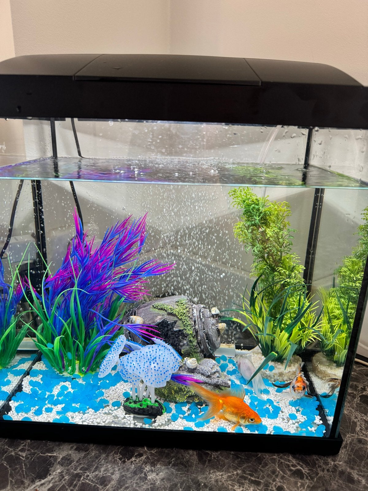 Vissen en Aquaria, Ophalen of Verzenden