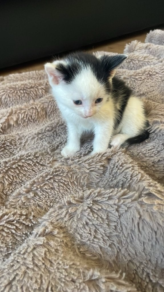 Mooie nestje cypers kittens te koop, Dieren en Toebehoren, Katten en Kittens | Raskatten | Korthaar, Meerdere dieren, Ontwormd