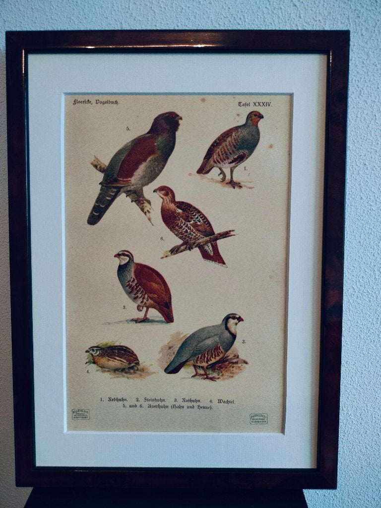 Litho Floericke Patrijs Kwartel Roelroel 1922, Ophalen of Verzenden