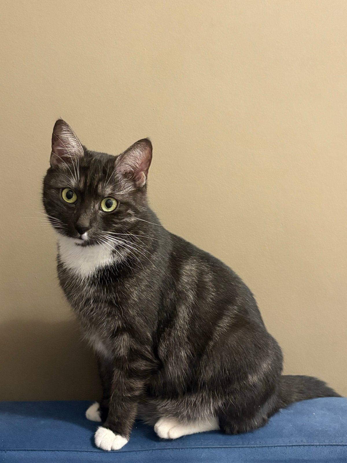 Poes voor adoptie (uit Malta), Poes, Kortharig, 3 tot 5 jaar