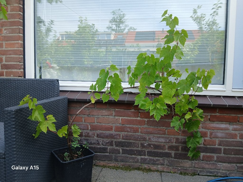 Grote druiven plant, Ophalen of Verzenden, Overige soorten, Volle zon