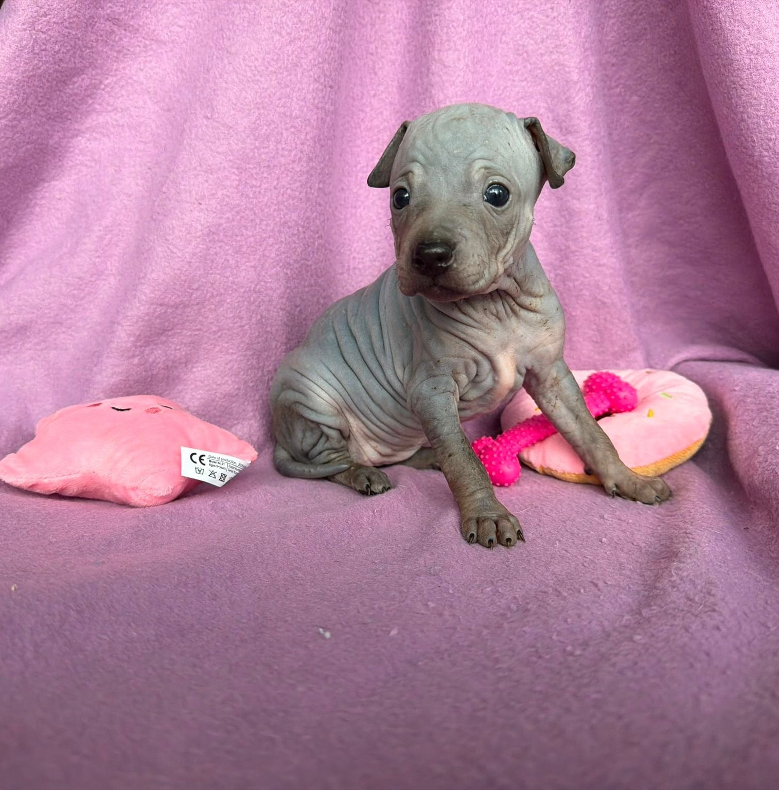 American hairless terrier, Amerikaanse naakthond, Dieren en Toebehoren, Parvo, 8 tot 15 weken, Meerdere, Meerdere dieren