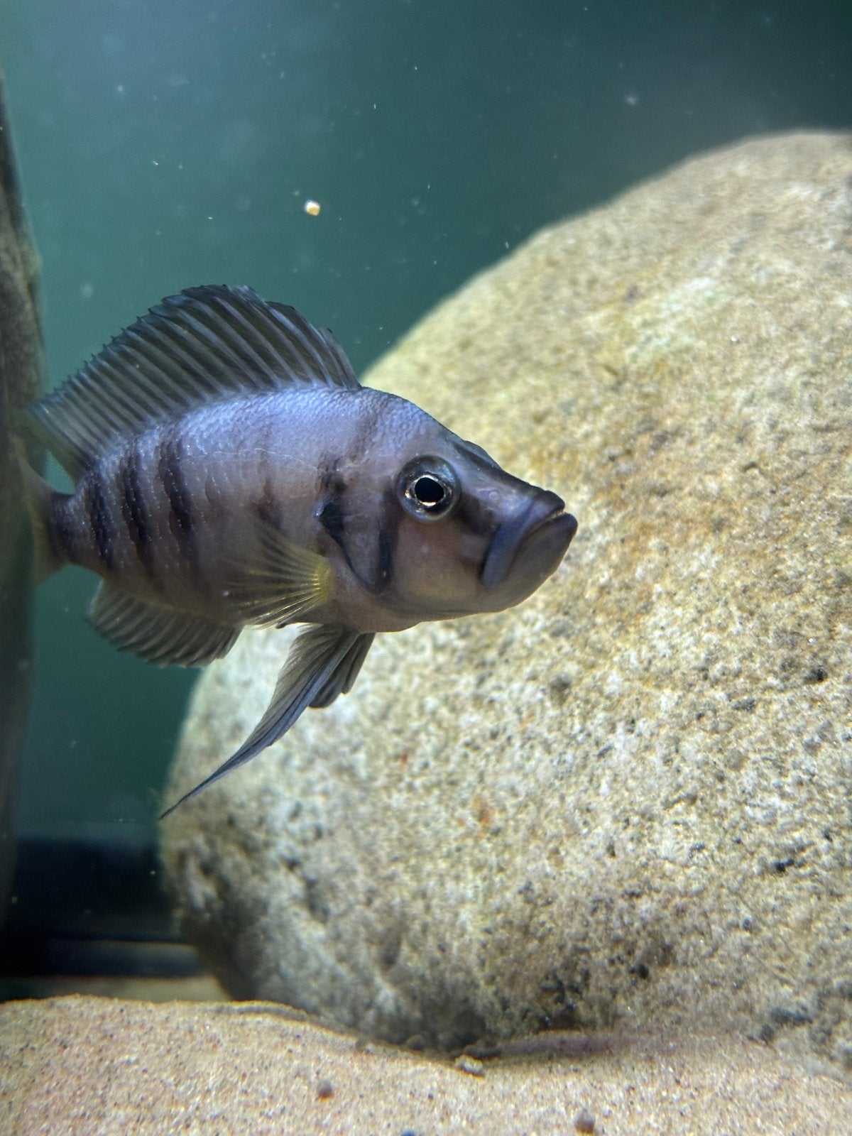Altolamprologus sumbu shell, Dieren en Toebehoren, Vis