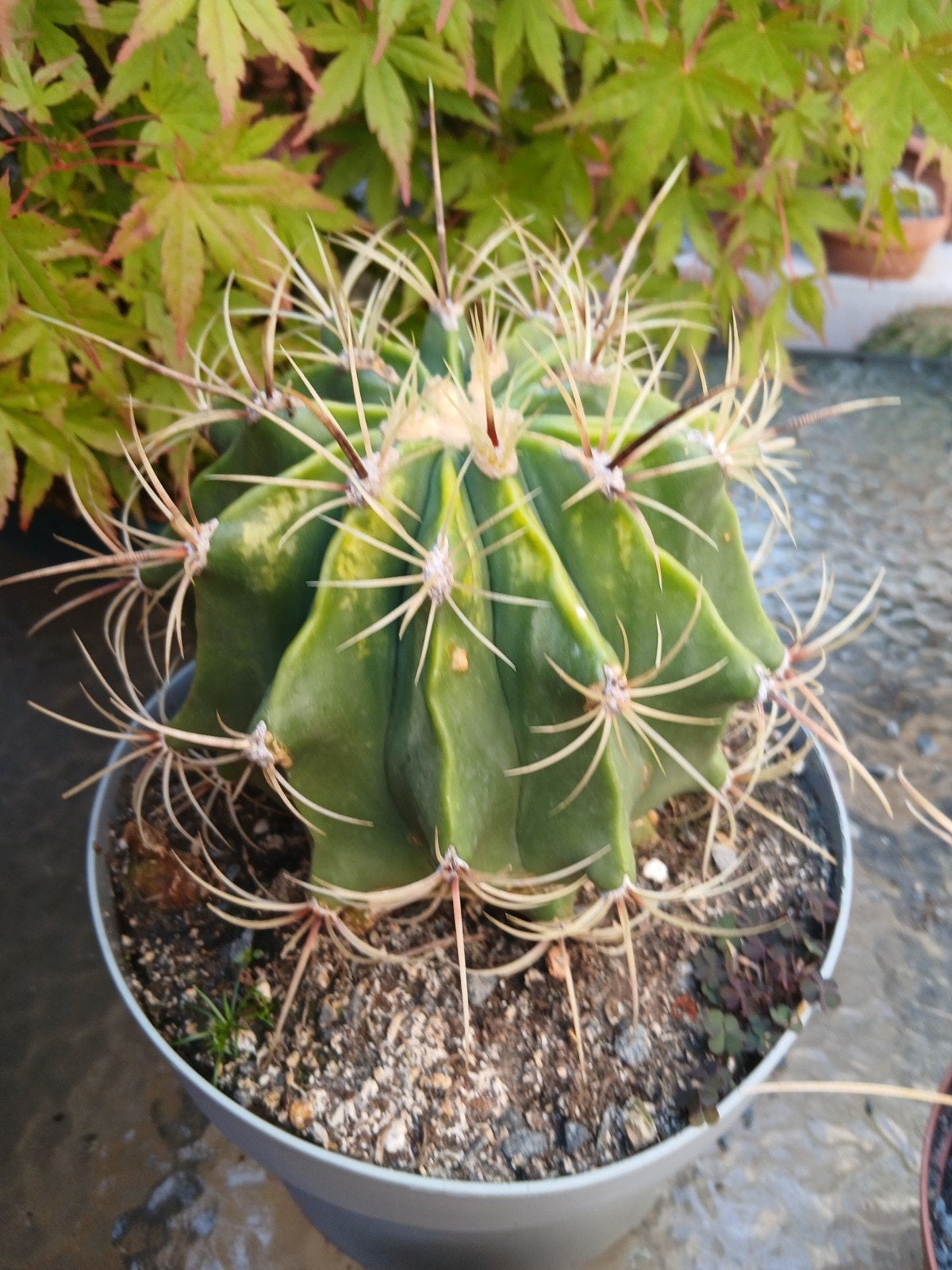 Ferocactus Histrix - 12cm doorsnede, Tuin en Terras, Ophalen of Verzenden, Bloeit niet, Volle zon