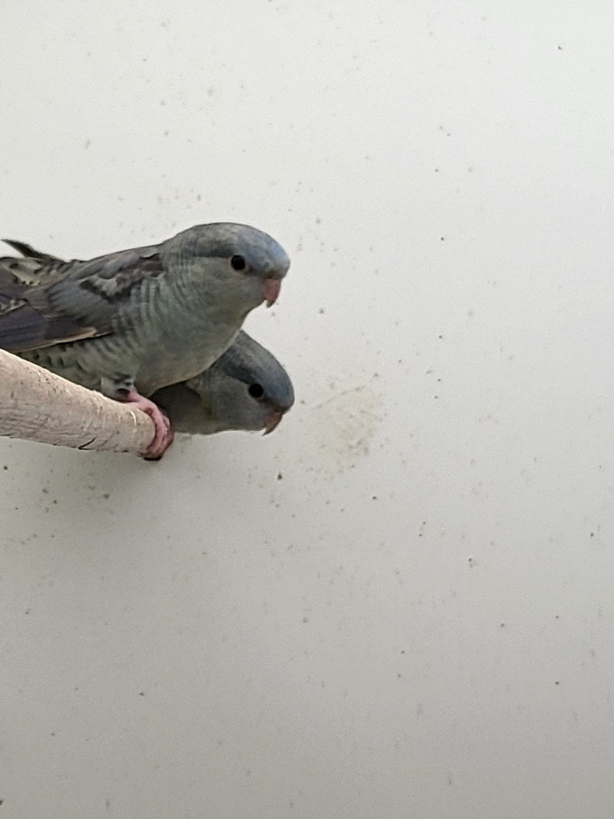 Jongen catharina parkieten., Meerdere dieren, Parkiet, Tam