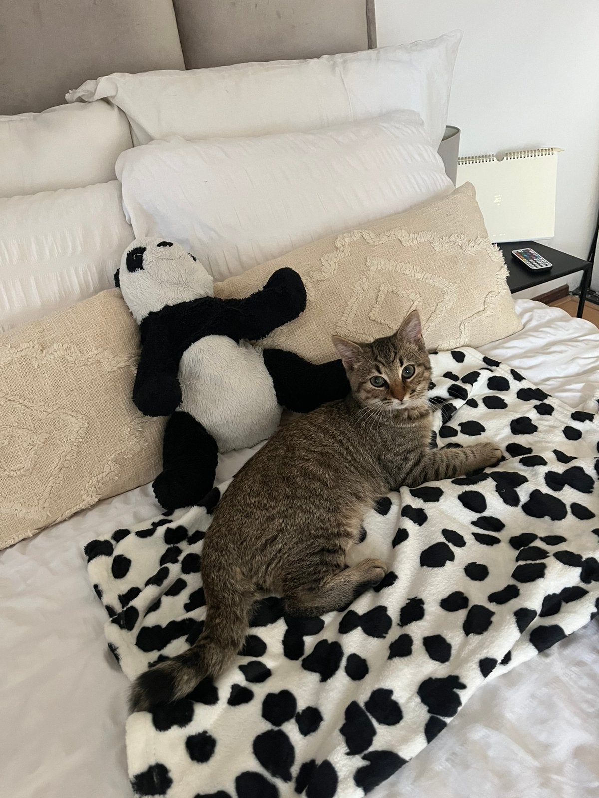 Sokoke mannetjes kat, Ophalen