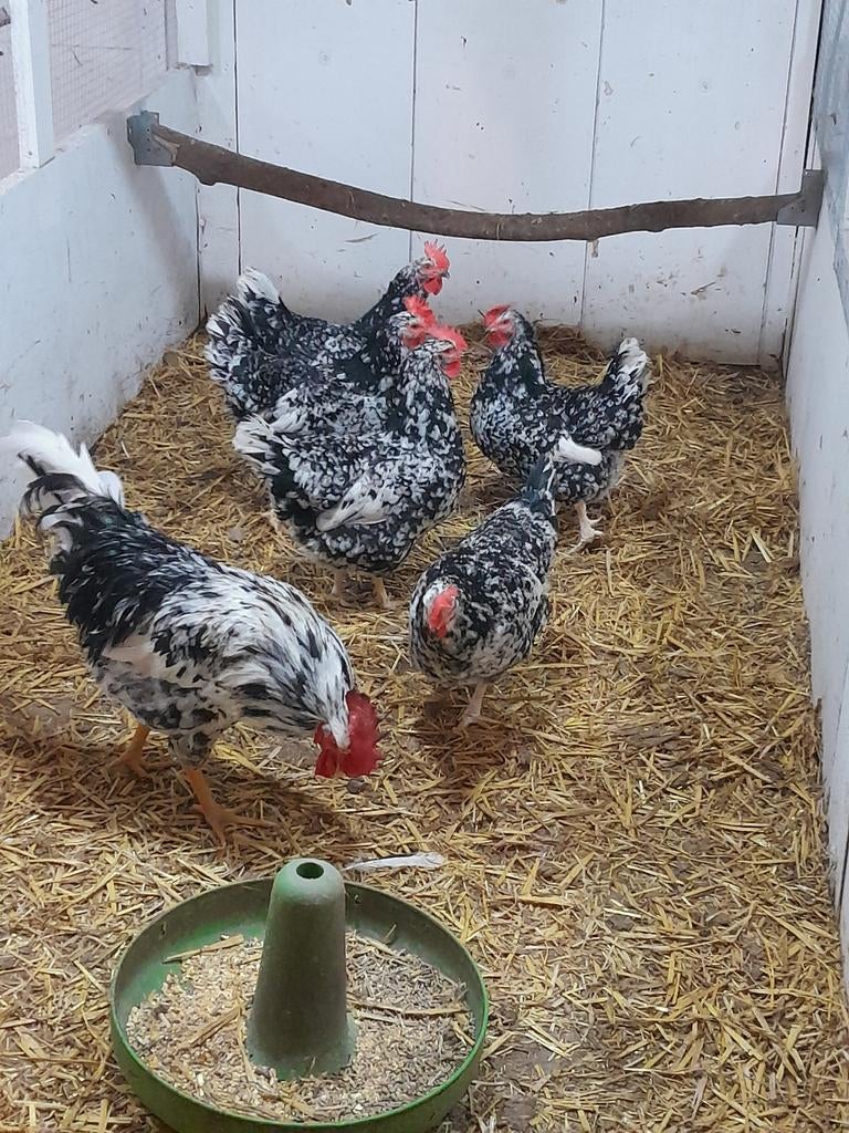 Broedeieren Pita Pinta, Dieren en Toebehoren, Pluimvee, Geslacht onbekend, Kip