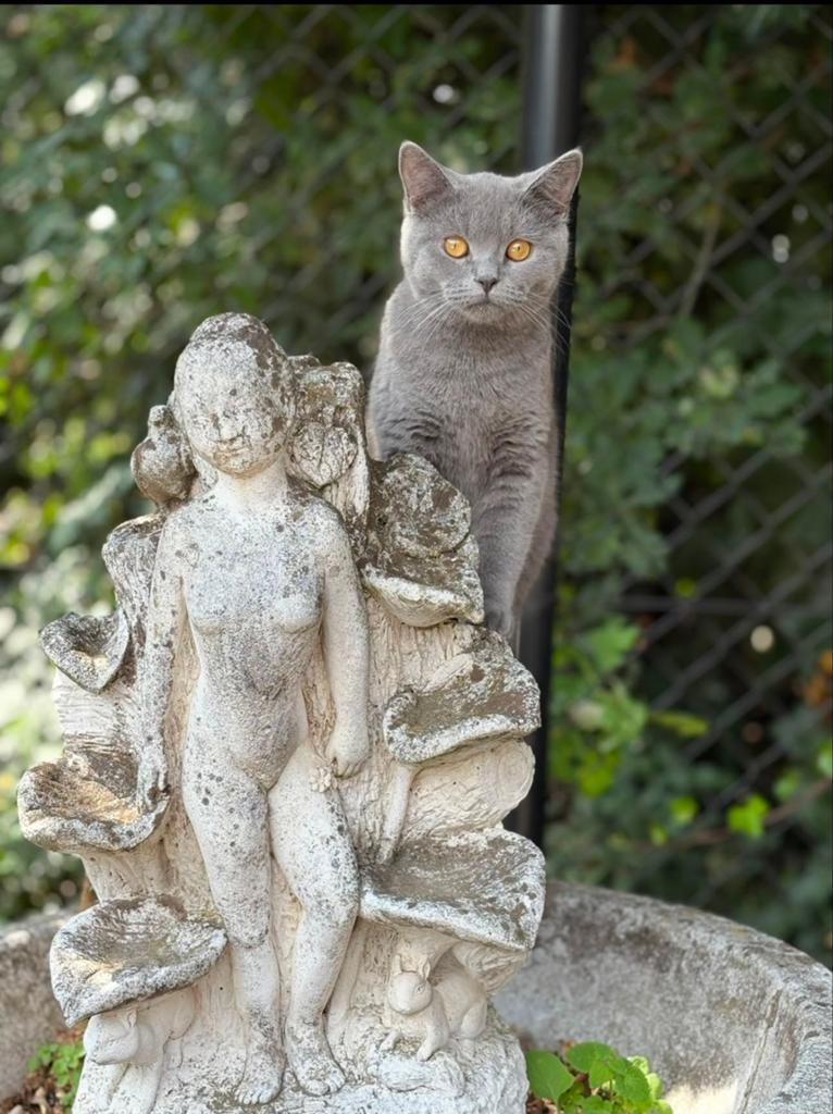Onze brit heeft kittens over 3 weken mogen we verhuizen, Dieren en Toebehoren, Katten en Kittens | Raskatten | Korthaar, Meerdere dieren