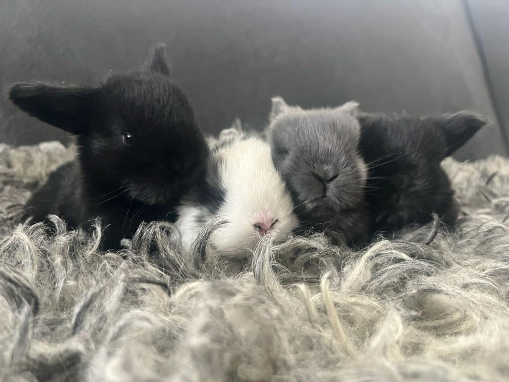 Minilop x NHD konijntjes, Dieren en Toebehoren, Konijnen, Meerdere dieren, Dwerg