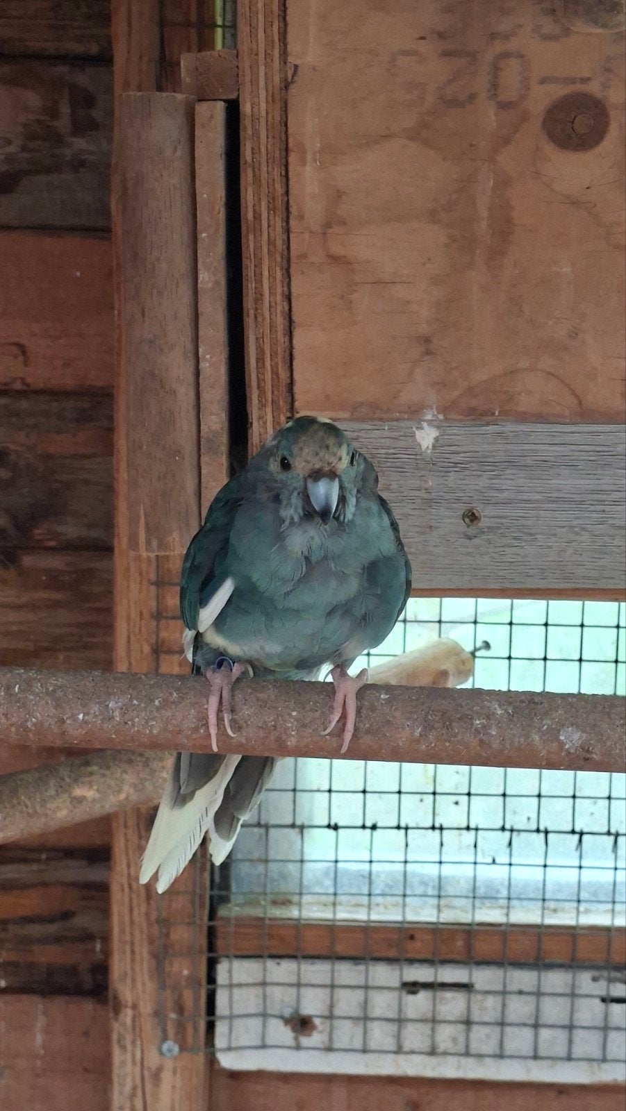 Tekoop  kakariki koppel, Dieren en Toebehoren, Meerdere dieren, Parkiet