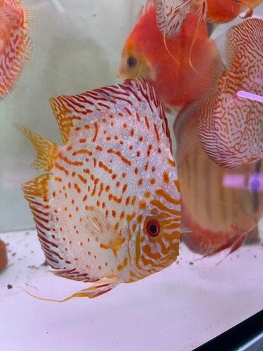 Electric Dream koppel Pigeon Discus- Koidream Valburg