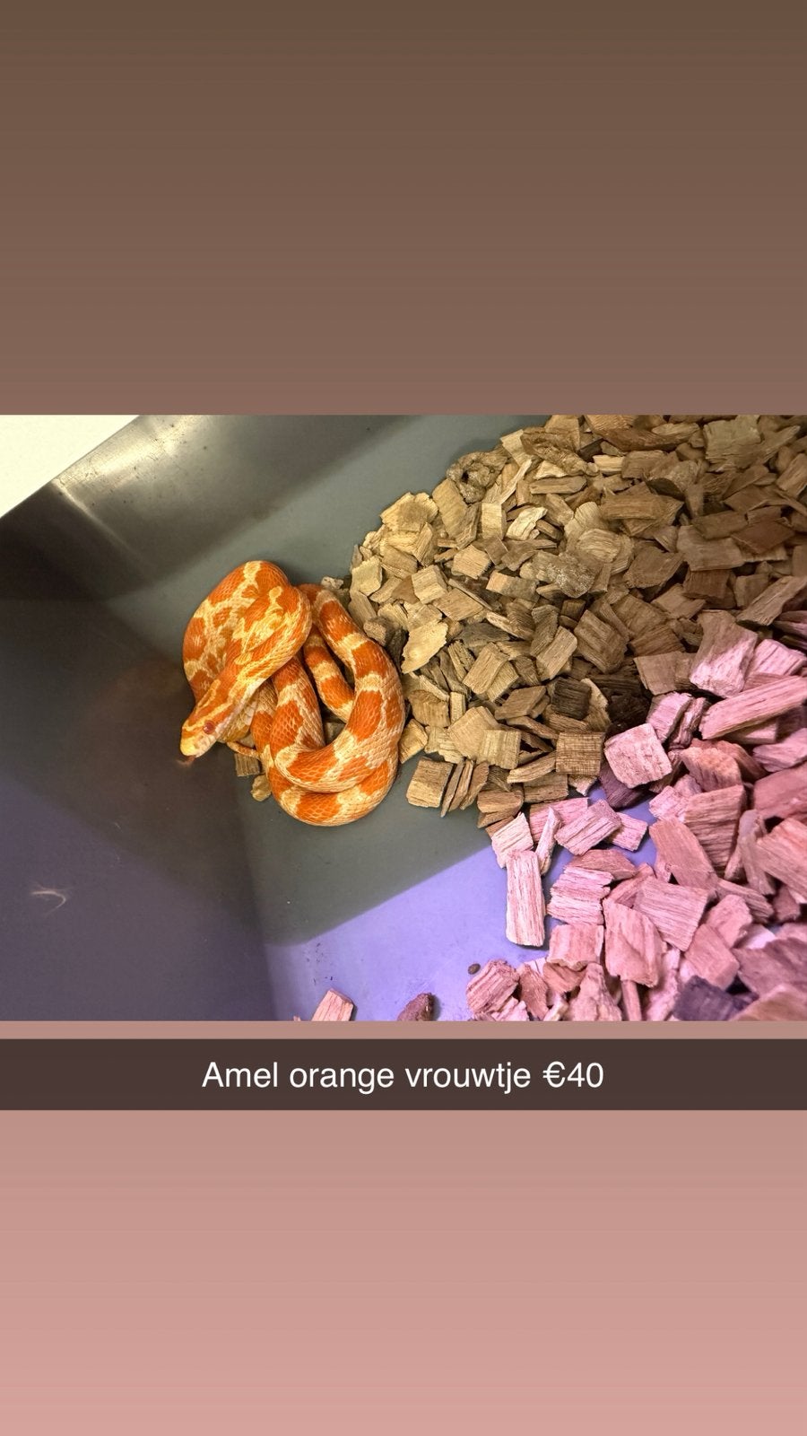 Rattenslangen (Hele leuke genen) (Spoed!) Rat Snake photo 11