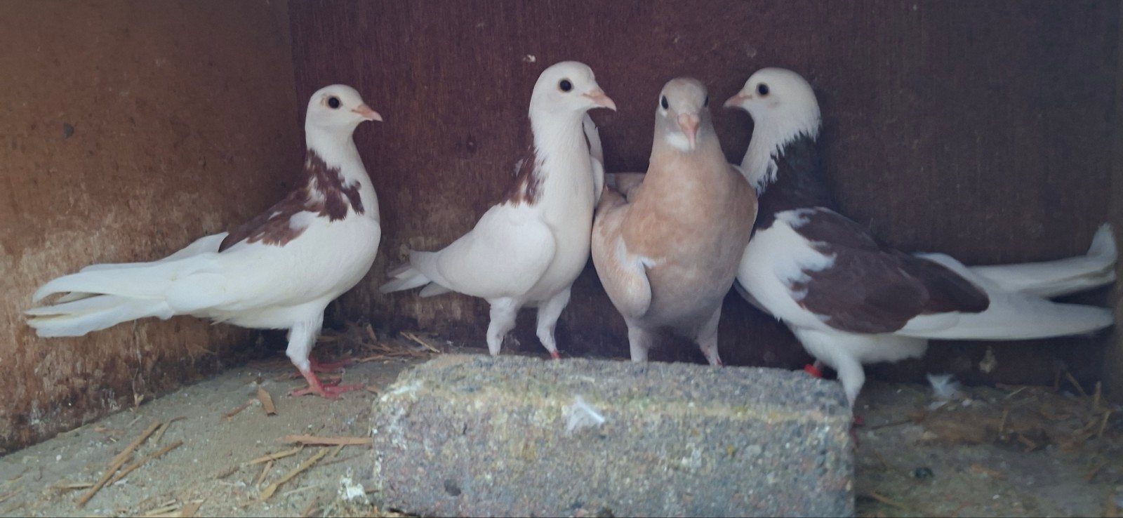 Te koop  sierduiven Birmingham rollers jonge, Dieren en Toebehoren, Vogels | Duiven, Meerdere dieren, Overige soorten