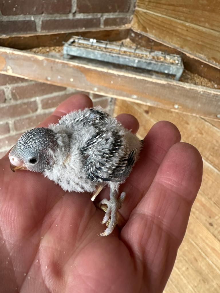 Hele jonge baby grasparkieten, Dieren en Toebehoren, Vogels | Parkieten en Papegaaien, Meerdere dieren, Parkiet