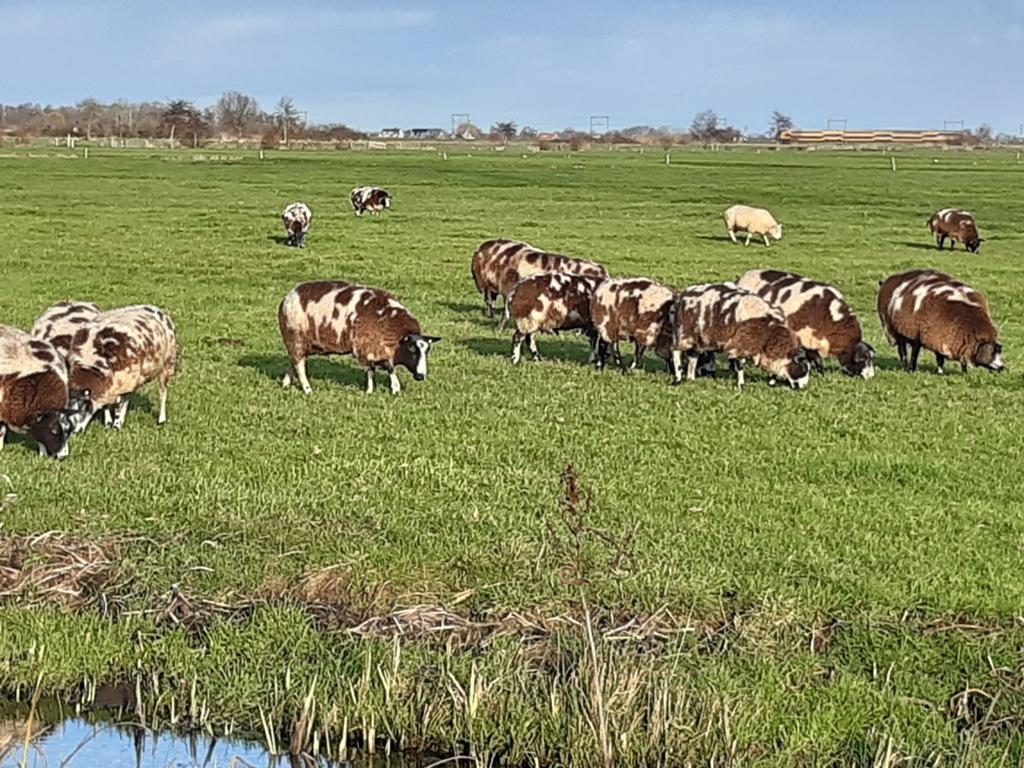 Wol van bonte schapen, Dieren en Toebehoren, Schaap
