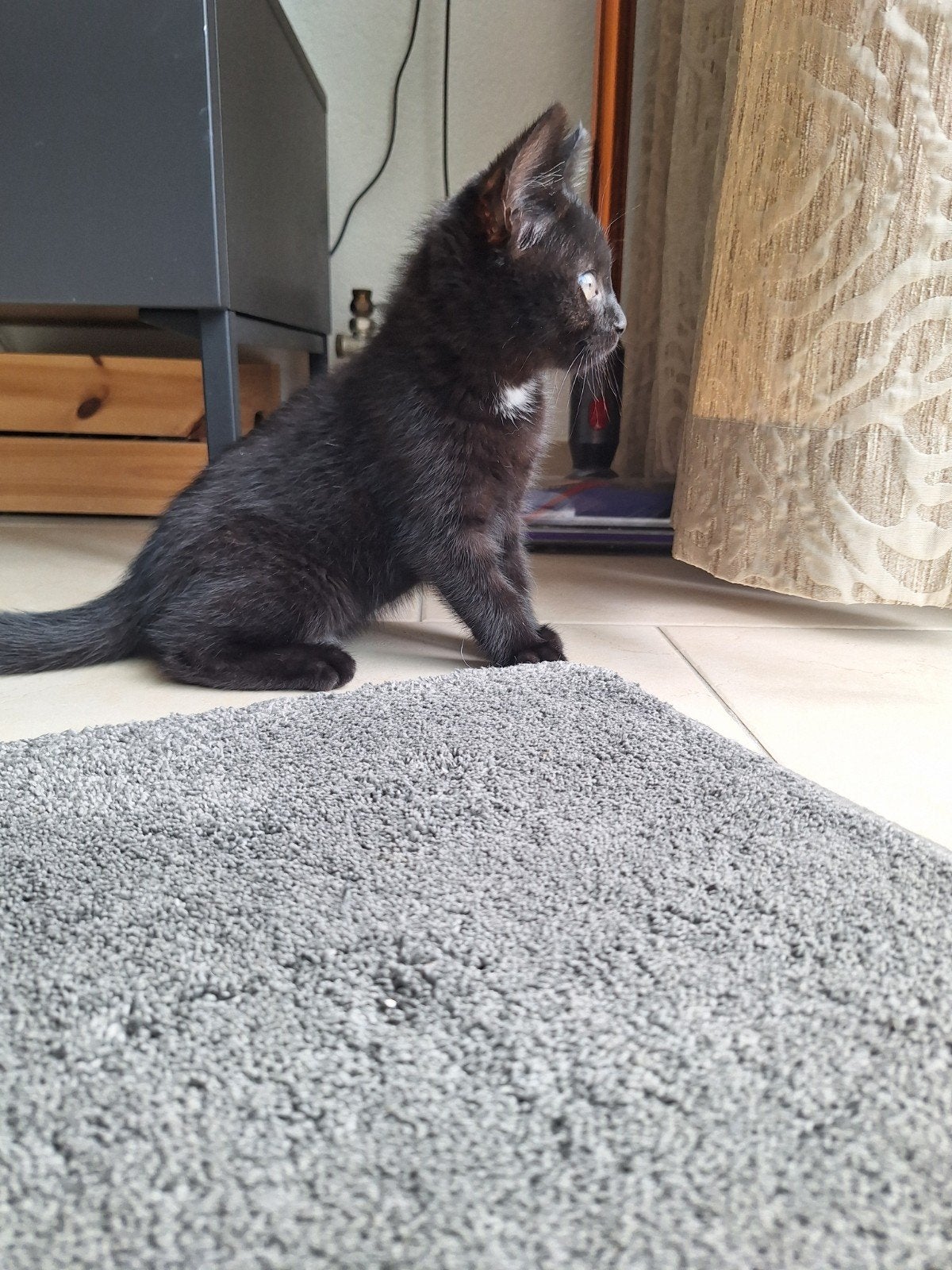 Kitten geboren op 23-03-2026, Poes, 0 tot 2 jaar