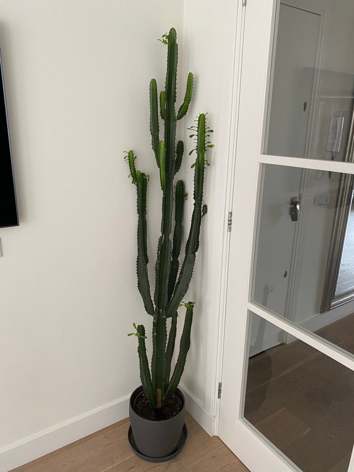 Grote en gezonde cactus in pot, Ophalen, 150 tot 200 cm, In pot, Cactus