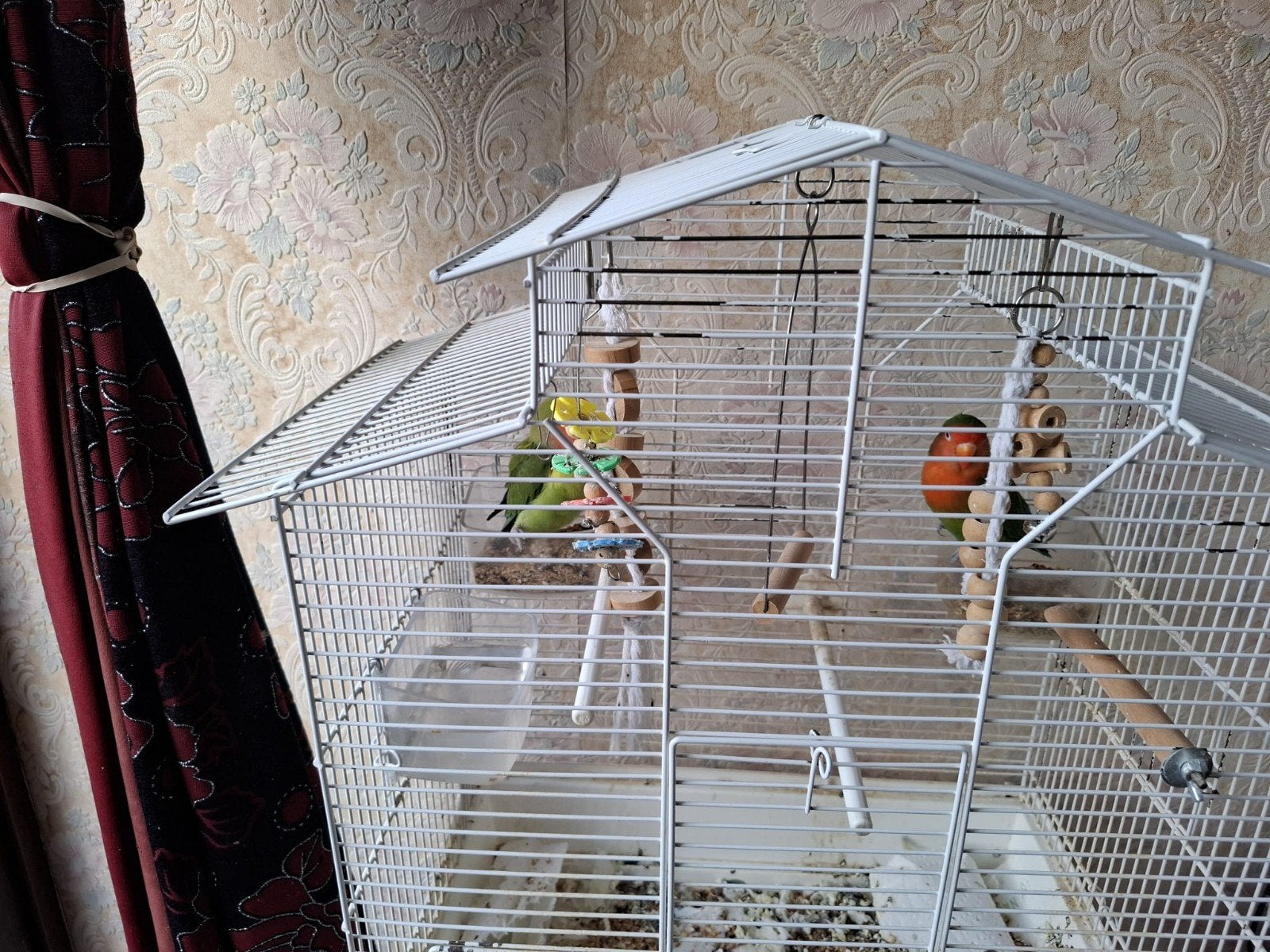 vogels, Dieren en Toebehoren
