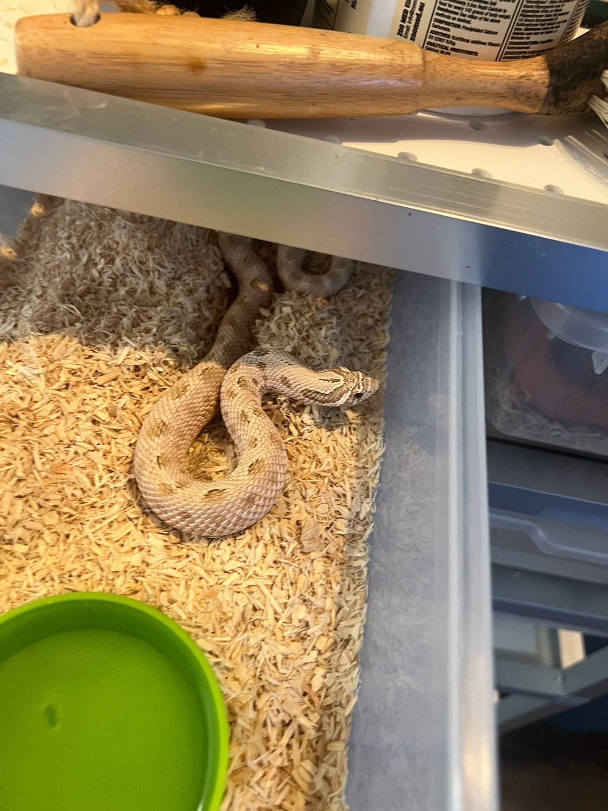 Heterodon nasicus complete kweekgroep– 13 dieren + Alurack Hognose Snake photo 4
