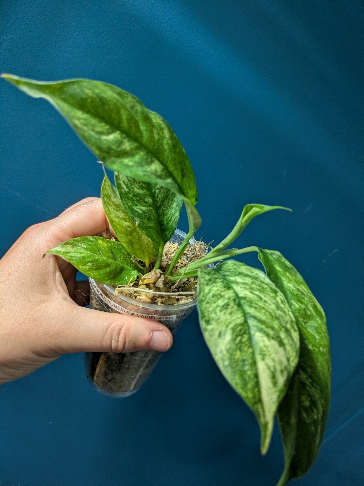 Raphidophora Puberula variegata plant, Huis en Inrichting, Kamerplanten, Ophalen of Verzenden, Halfschaduw, Minder dan 100 cm
