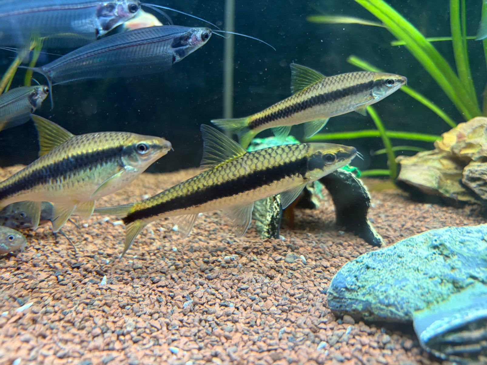 3x siamese algeneter, Dieren en Toebehoren, Vissen | Aquariumvissen, Vis