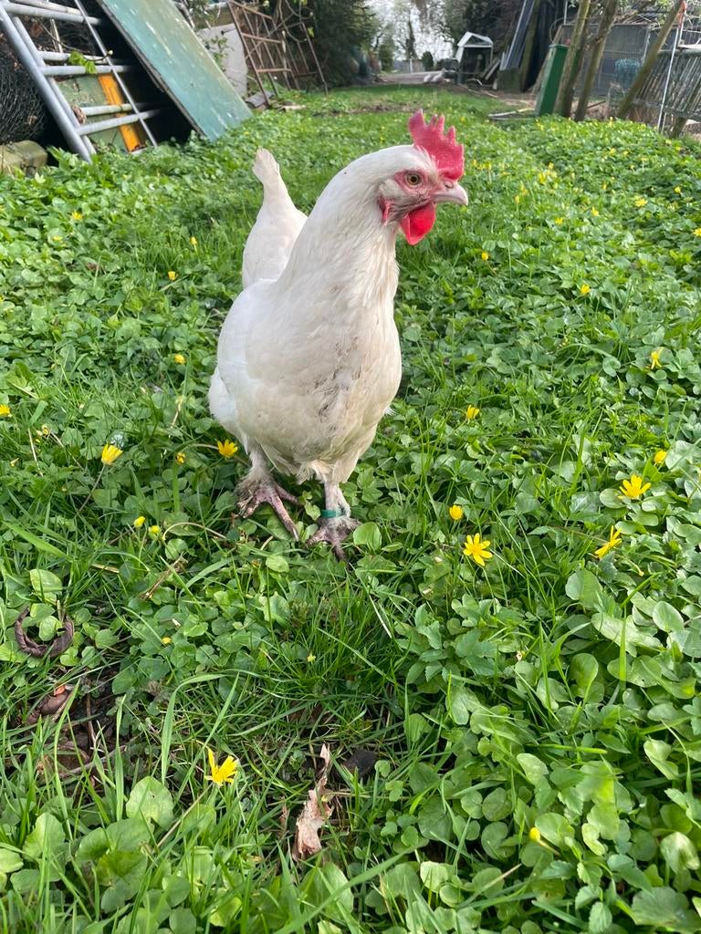 Mooie witte marans, Dieren en Toebehoren, Vrouwelijk, Kip