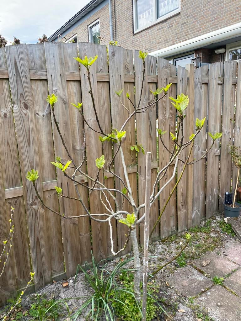 Vijgenboom, Ophalen, Volle zon, Vijgenboom, 100 tot 250 cm