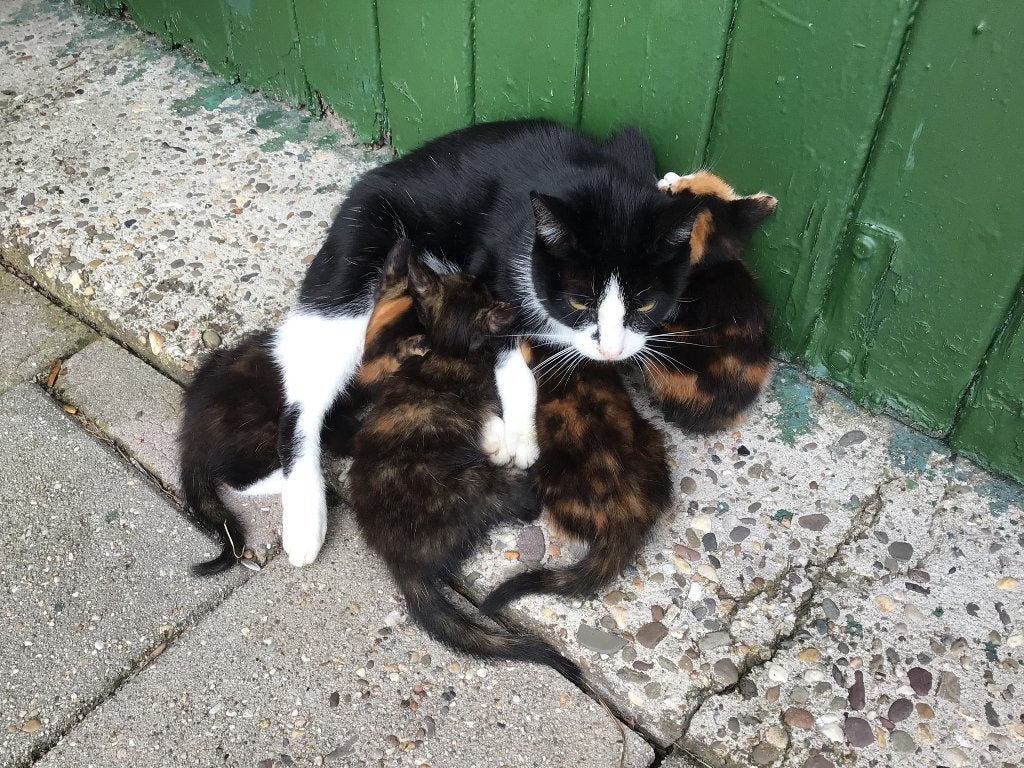 Kittens, Dieren en Toebehoren, Meerdere dieren, Ontwormd, 0 tot 2 jaar