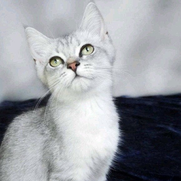 Prachtige Britse Korthaar Kitten - 5 Maanden - Zilver Tabby, Kater