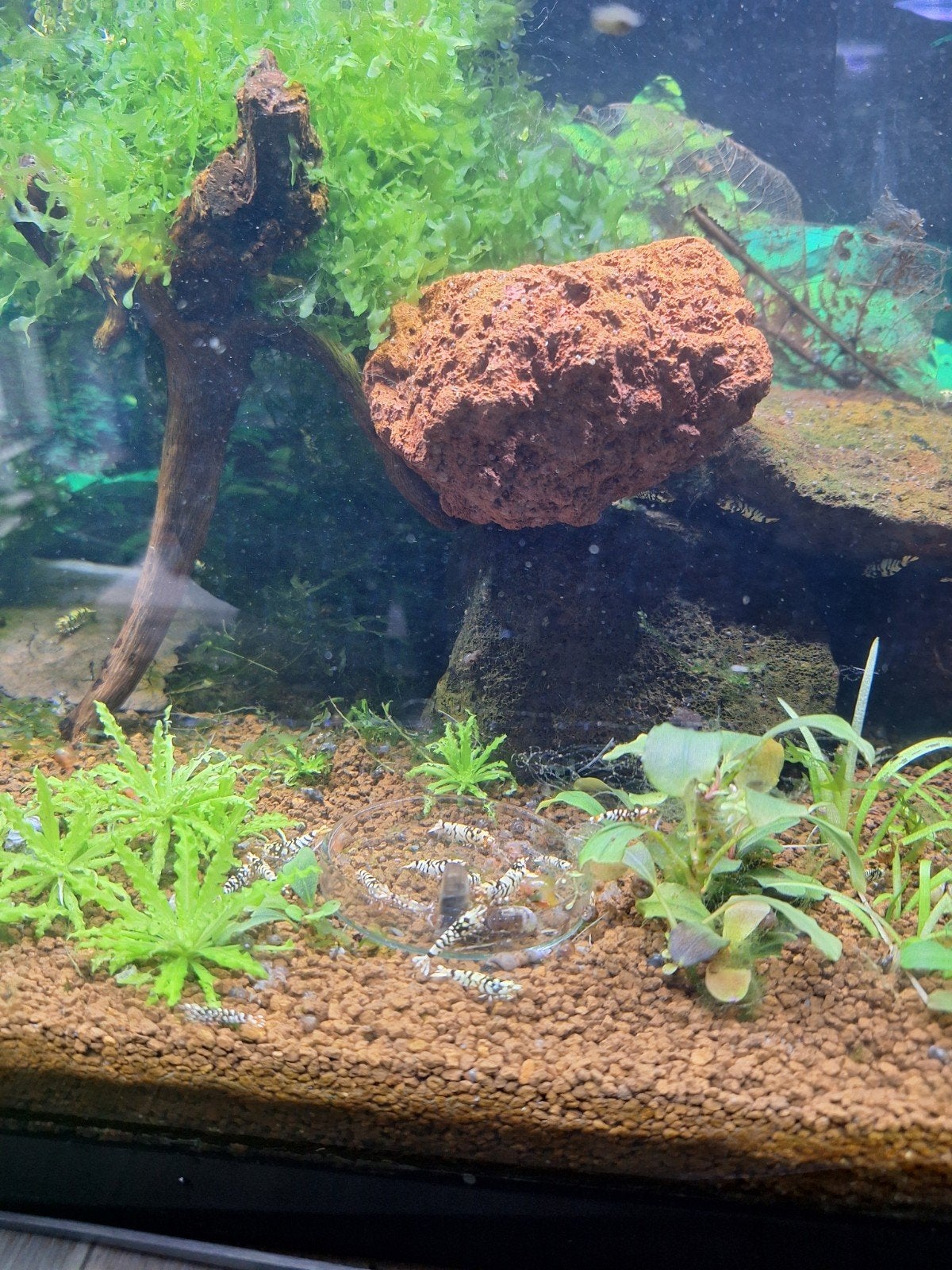 Mooi jong groepje Black Fancy Tigers, Dieren en Toebehoren, Kreeft, Krab of Garnaal