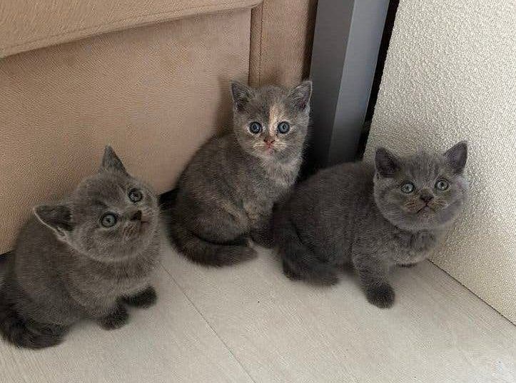 Britse Korthaar Kittens, Kater, Ontwormd, 0 tot 2 jaar