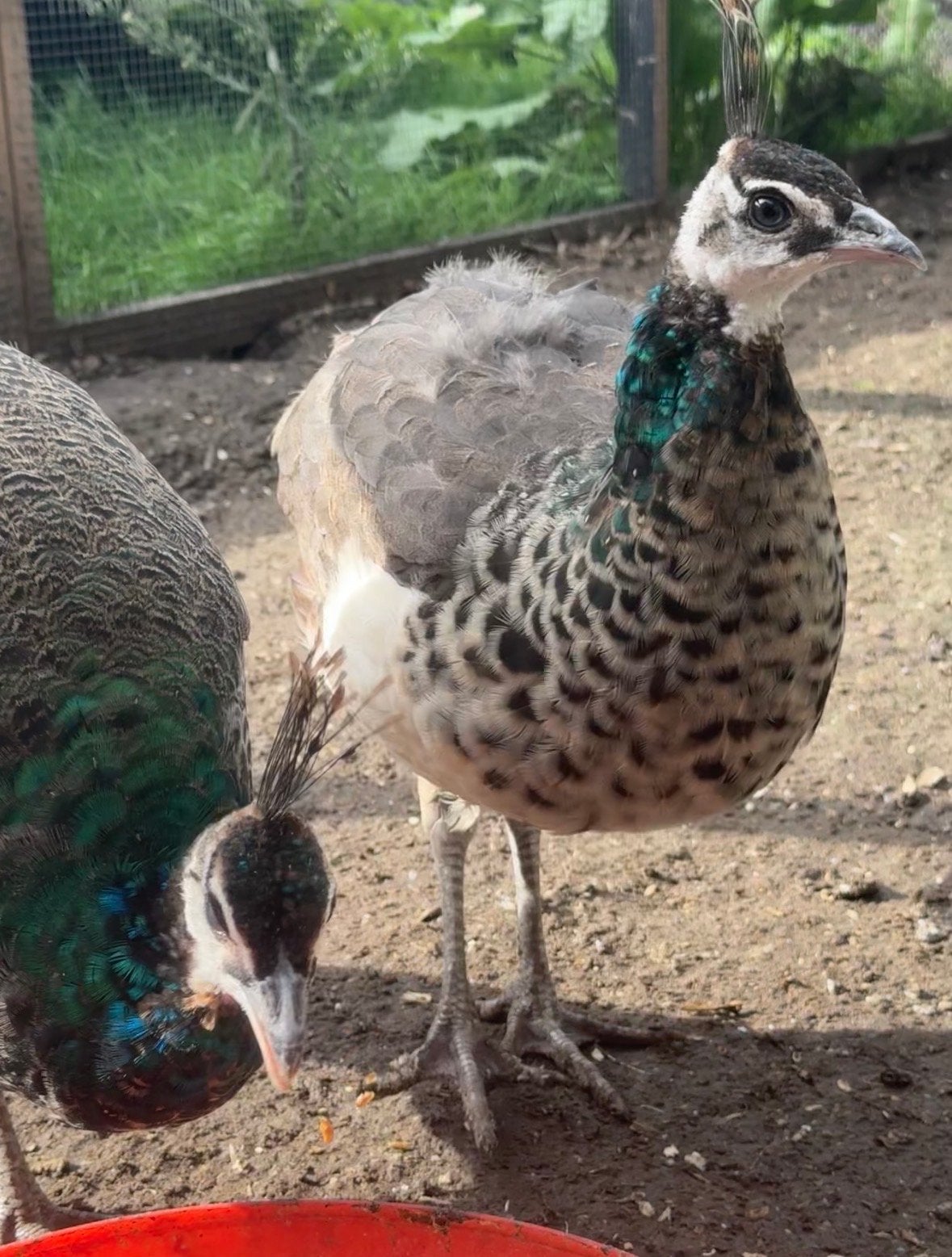 Jonge pauwen te koop, Dieren en Toebehoren, Meerdere dieren