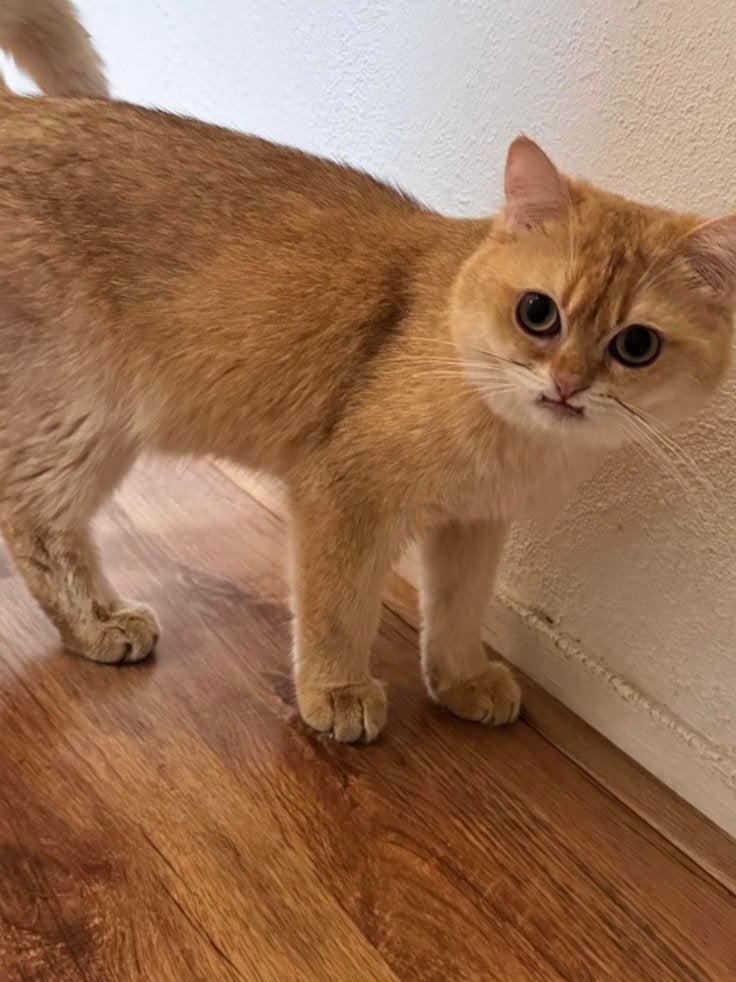 Kater te koop