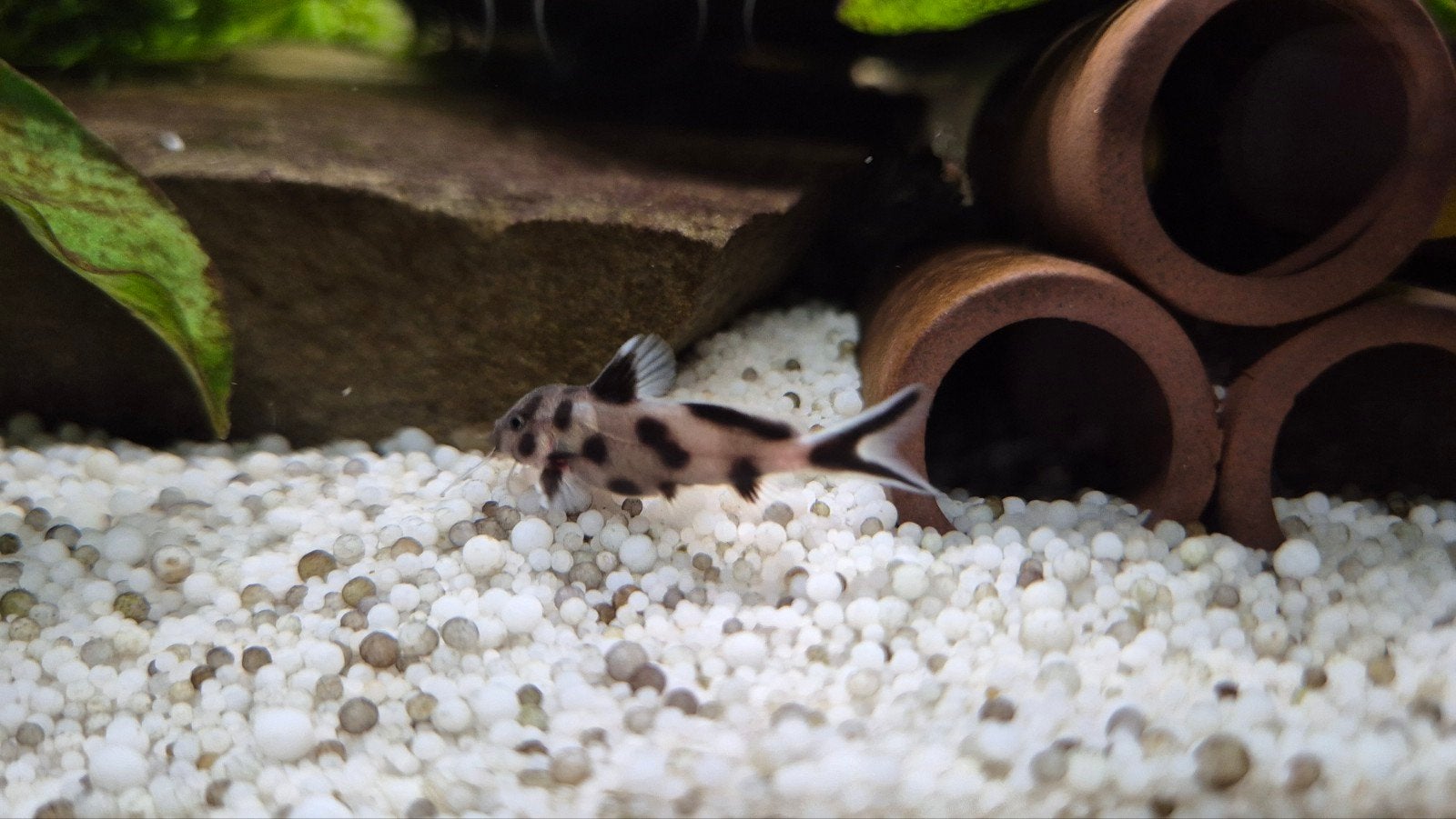 Synodontis jonge., Vis, Zoetwatervis, Schoolvis