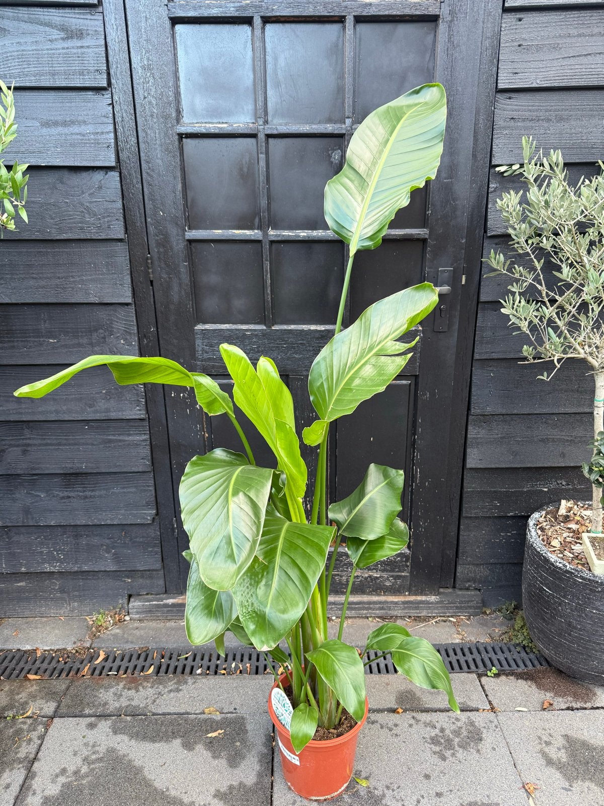 Strelitzia Nicolai - Paradijsvogelplant - 150cm, Ophalen