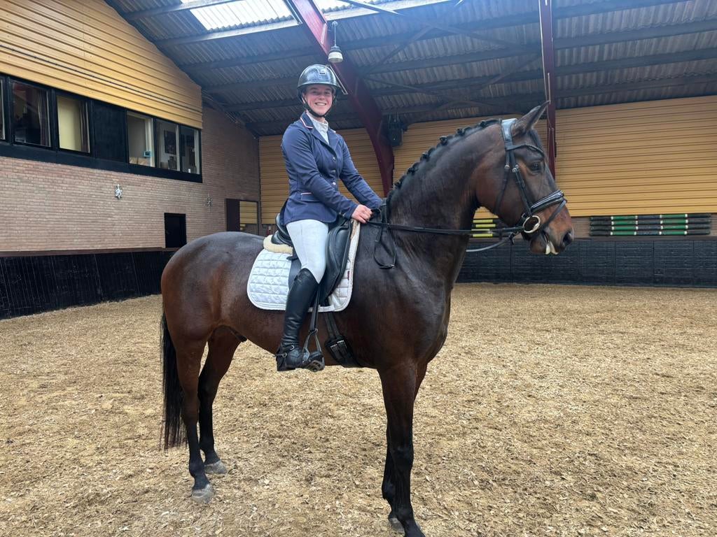 Knappe 5 jarige ruin met wedstrijd ervaring!, Met stamboom, Ruin, Dressuurpaard, 3 tot 6 jaar
