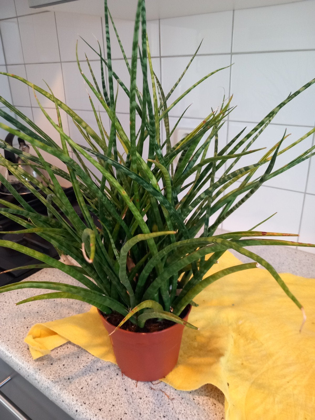 sansevieria, Ophalen
