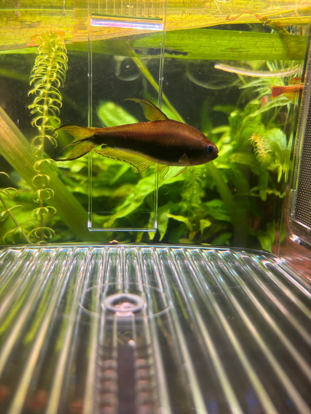 Keizertetra man, Dieren en Toebehoren, Vissen | Aquariumvissen, Vis