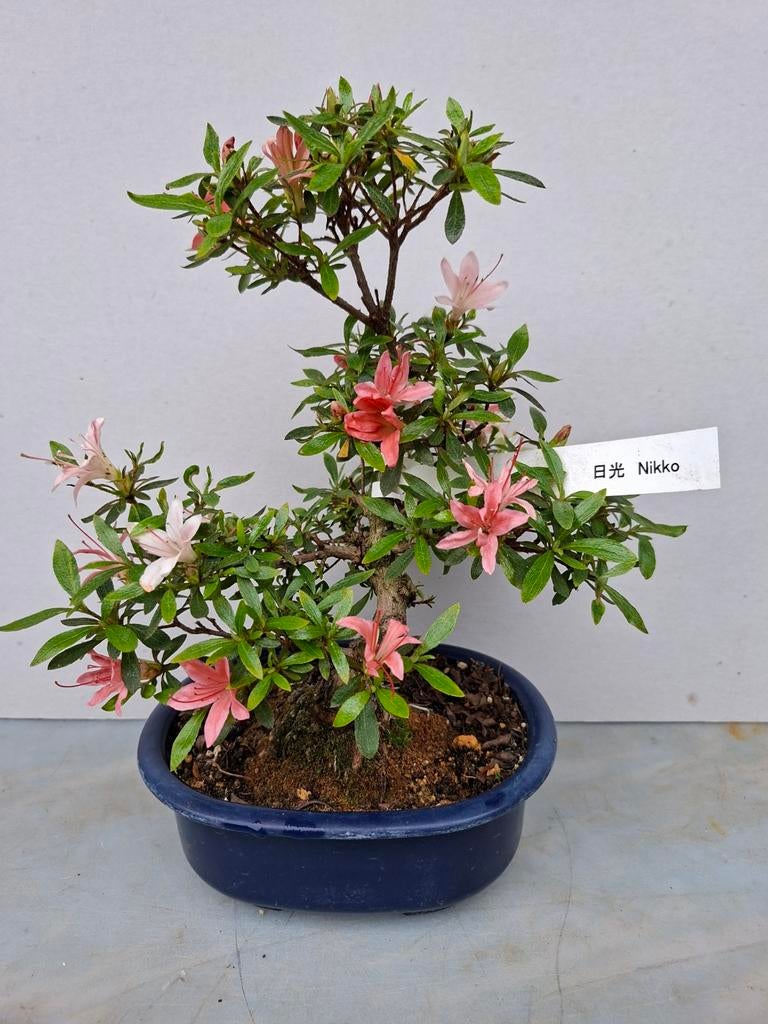 Bonsai satsuki, Ophalen of Verzenden, Overige soorten, Volle zon