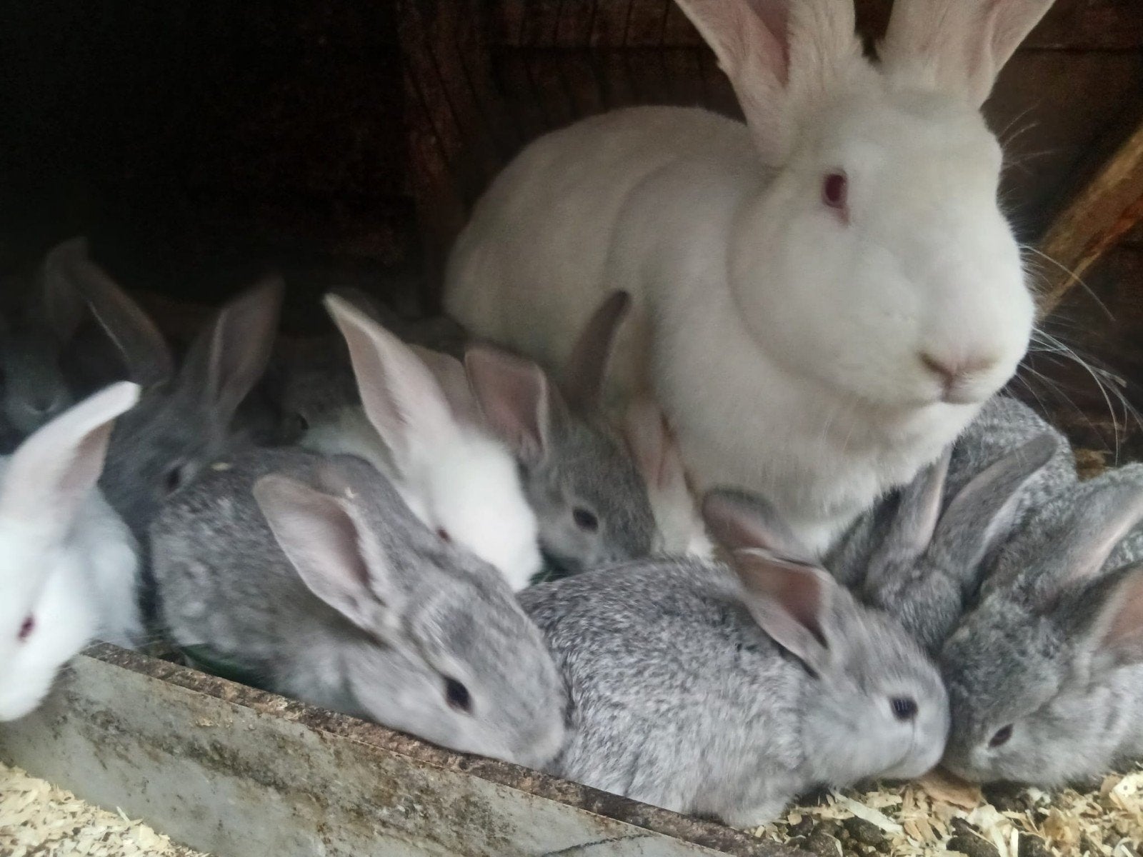 Jonge Vlaamse reus geboren op 8 april, Dieren en Toebehoren, Meerdere dieren, Groot