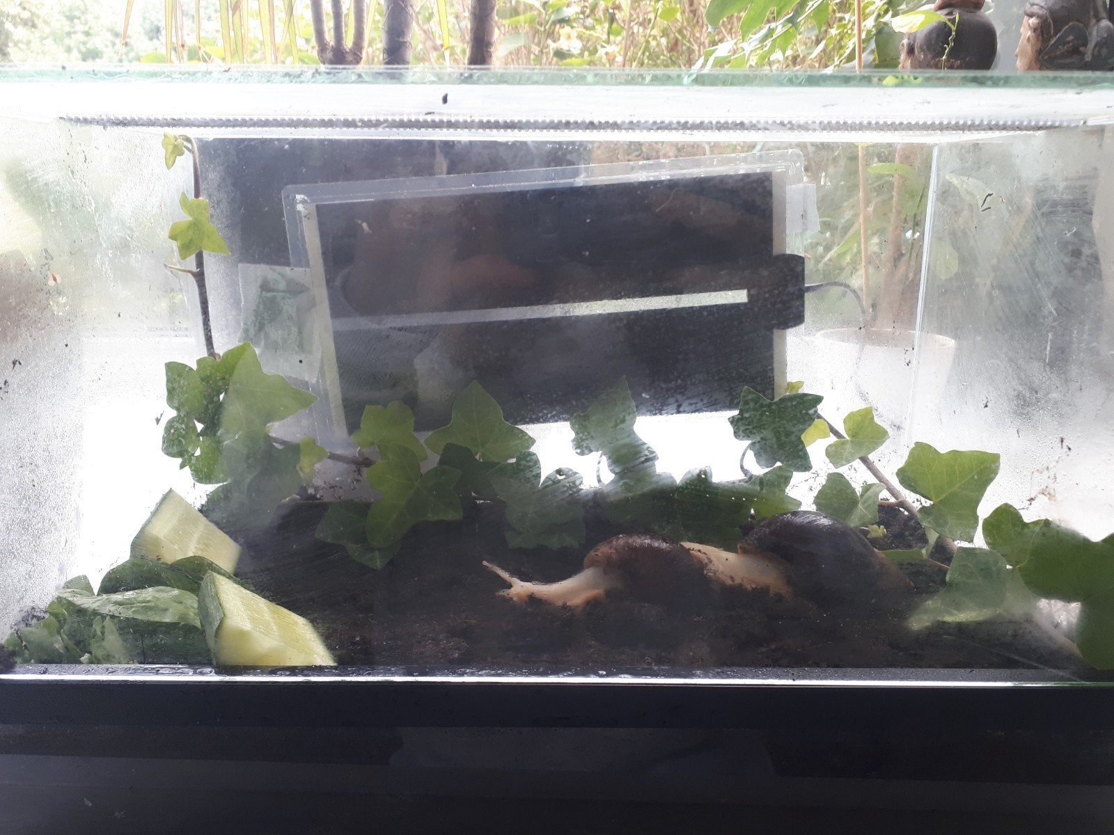 achatina fulica white jade, Dieren en Toebehoren, Overige soorten, Met terrarium, 0 tot 2 jaar