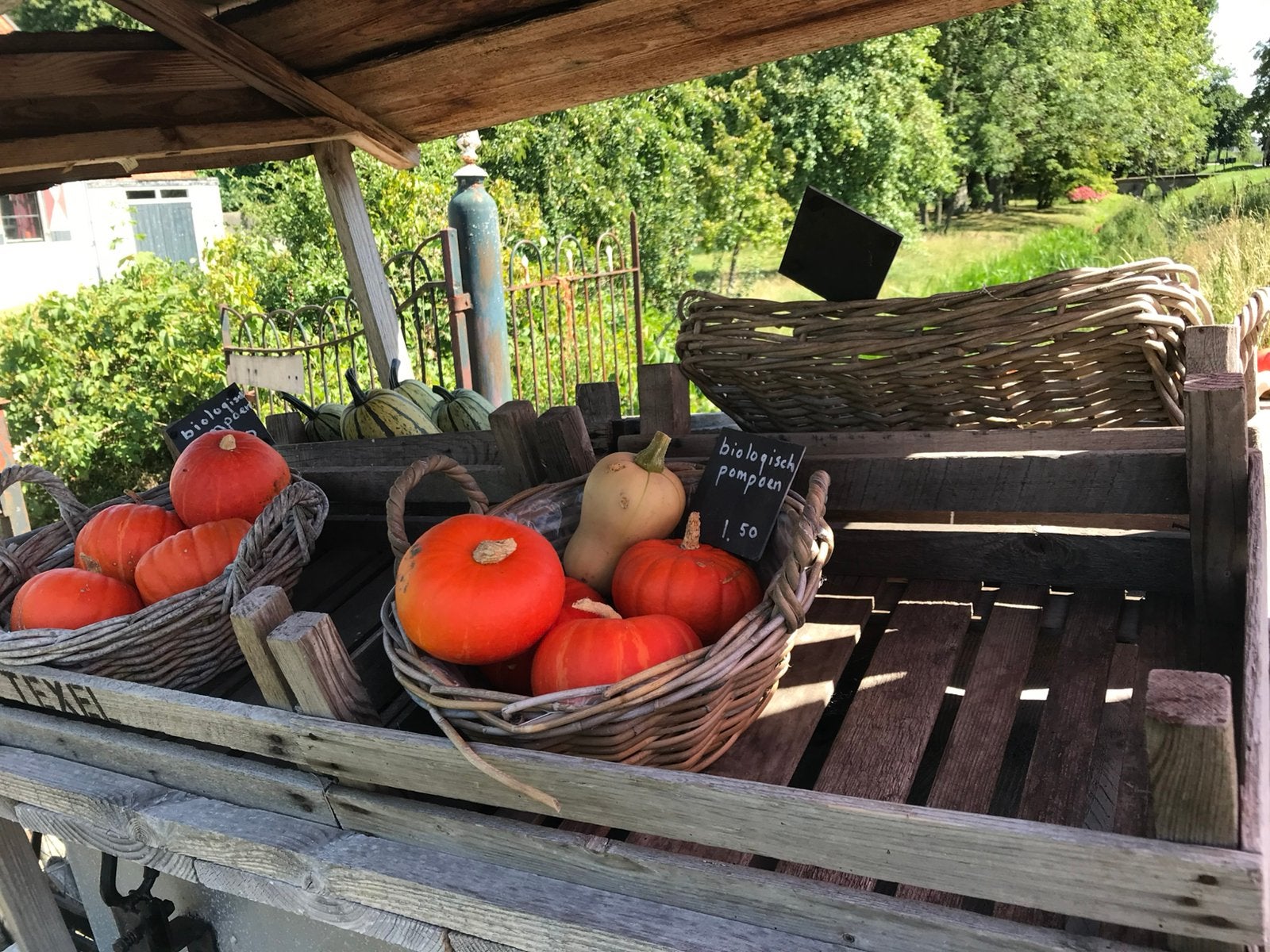 Pompoenen kalebassen biologisch, Ophalen