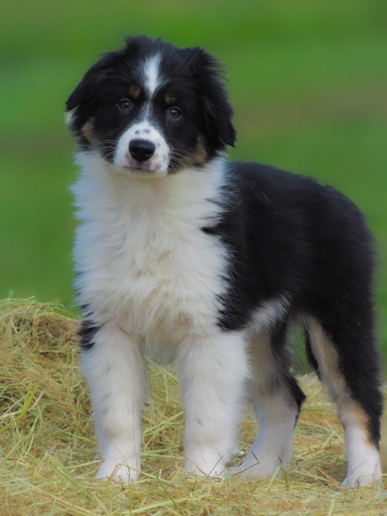 Enthousiaste 75% Australian Shepherd x 25% border collie, Parvo, Overige rassen, 8 tot 15 weken, Meerdere