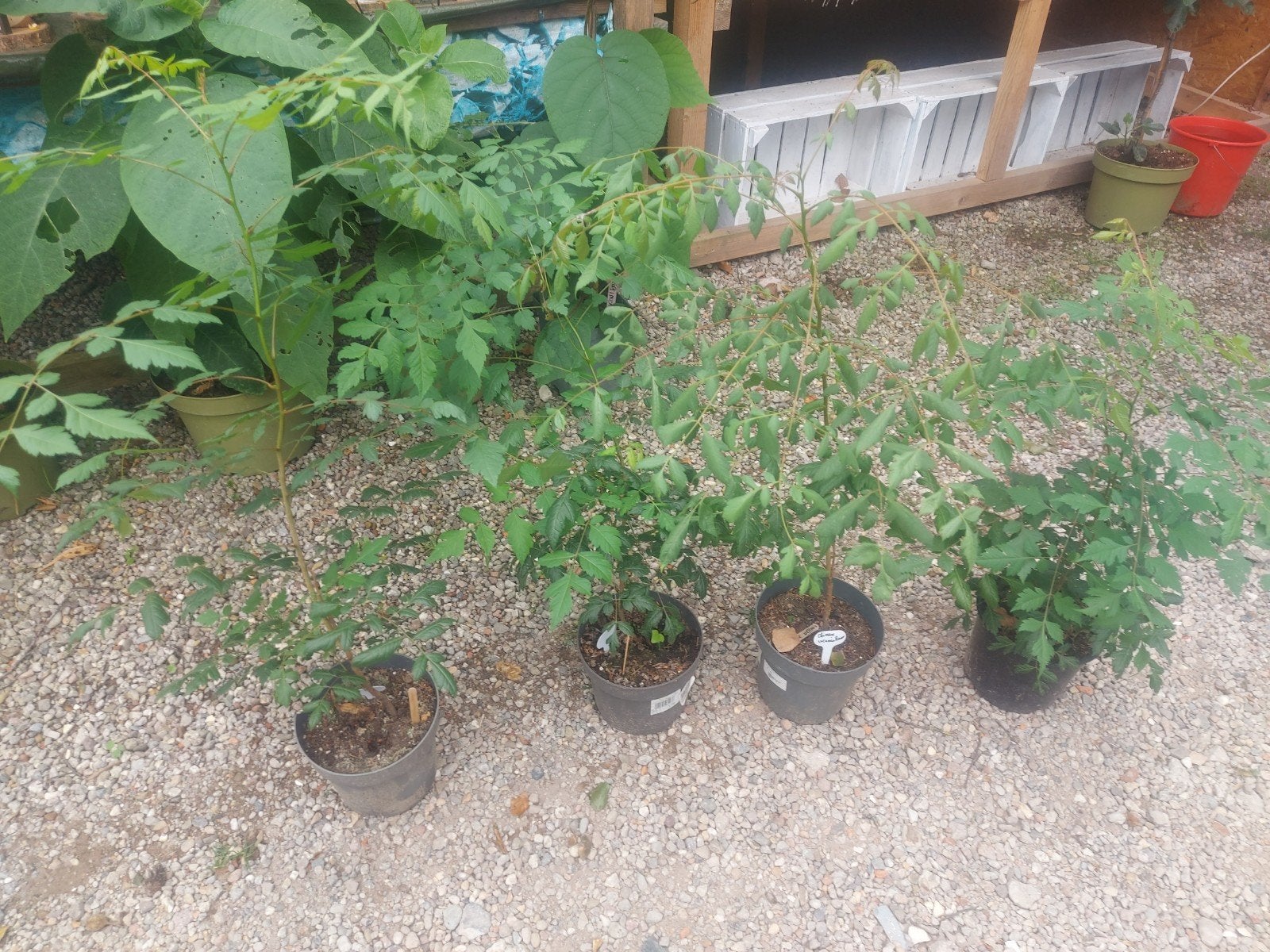 Koelreuteria paniculata.ook Chinese Vernisboom genoemd., Ophalen of Verzenden, Overige soorten, Struik, 100 tot 250 cm