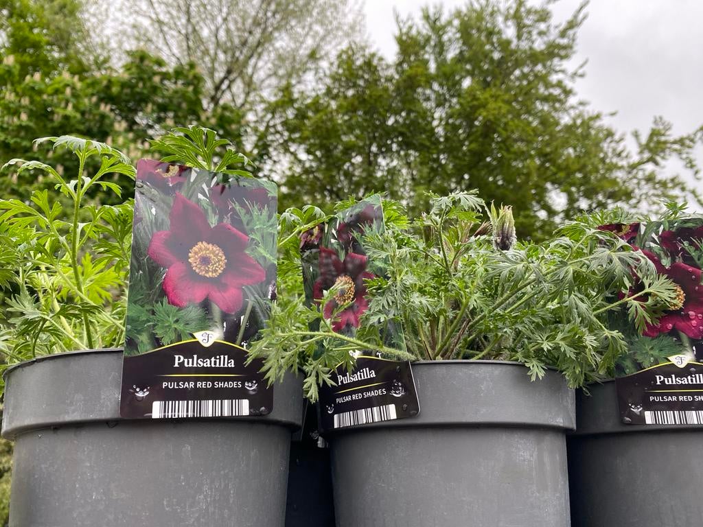 Pulsatilla 'Pulsar Red Shades' - Rode Anemoon, Tuin en Terras, Planten | Tuinplanten, Volle zon, Vaste plant, Lente, Ophalen