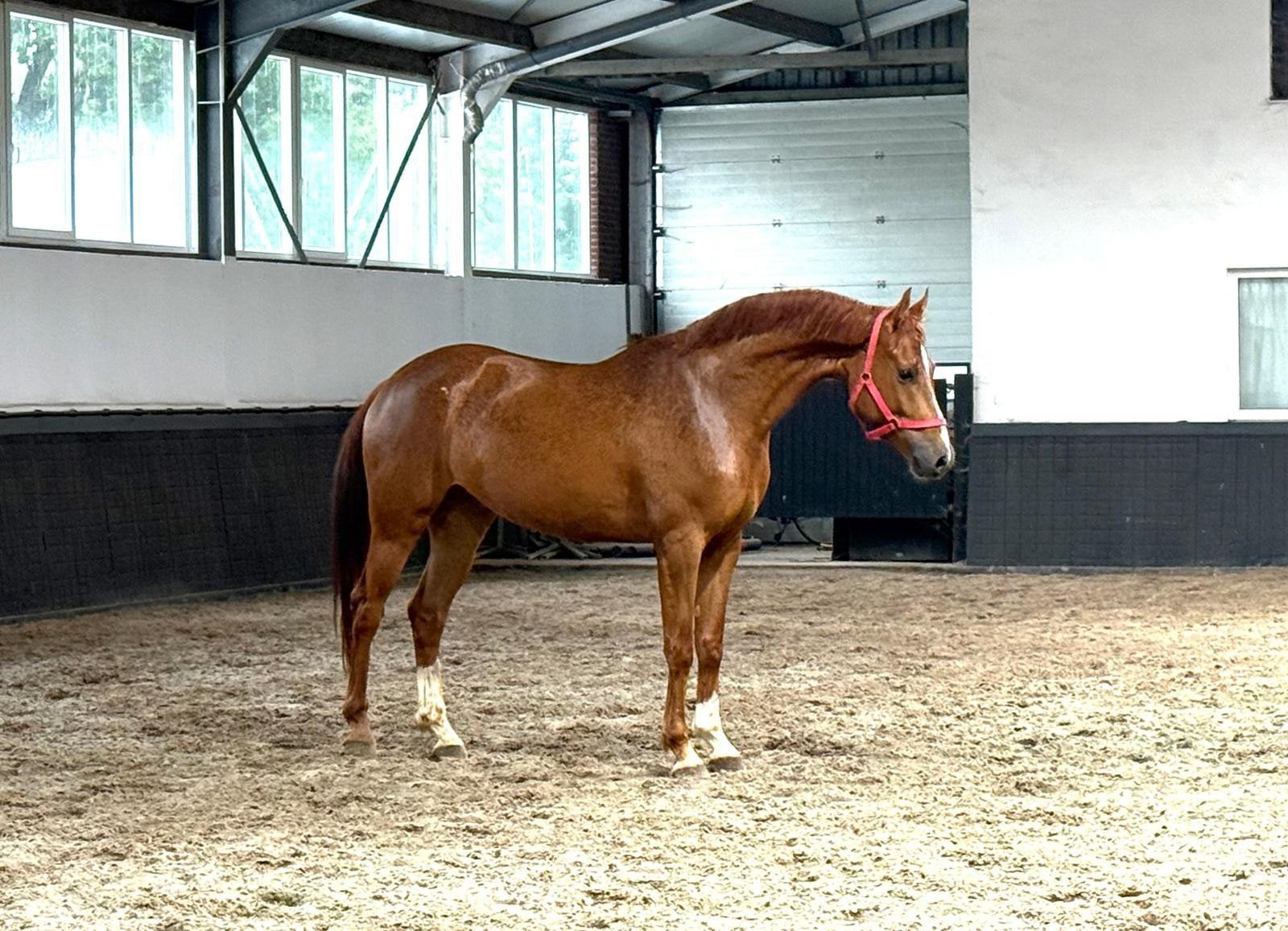 5 jarige ruin dressuur Instyle, Ruin, Dressuurpaard, Zadelmak, 3 tot 6 jaar