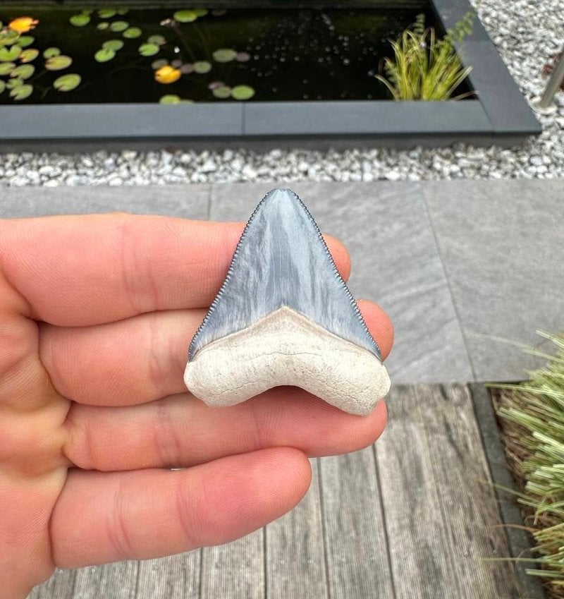 Otodus megalodon tand, Bone Valley florida, Verzamelen, Mineralen en Fossielen, Ophalen of Verzenden, Fossiel