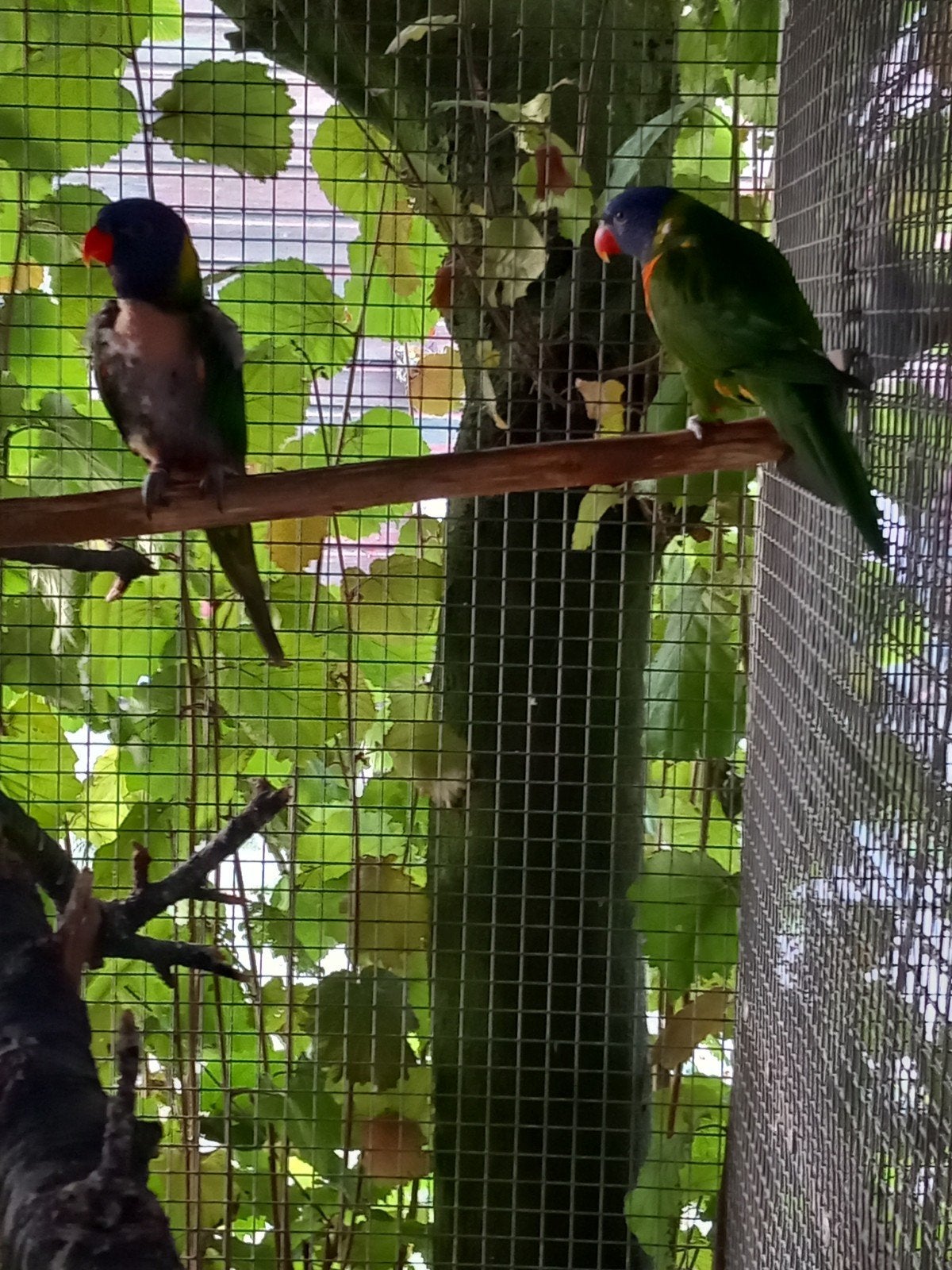 lori van de blauwe bergen, Meerdere dieren, Papegaai