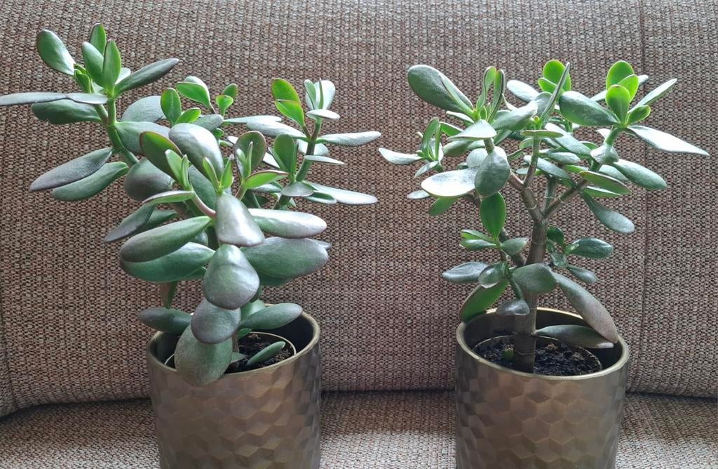 2 potjes met Grassula / Jade plant / Geldboom, Groene kamerplant, Ophalen, Halfschaduw, Minder dan 100 cm